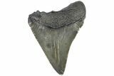 Serrated, Juvenile Megalodon Tooth - South Carolina #183037-1